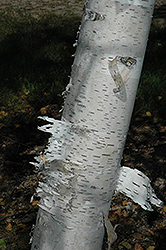 Paper Birch (Betula papyrifera) at The Green Spot Home & Garden