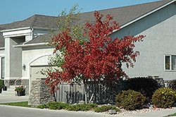 Royal Crown Amur Maple (Acer ginnala 'Jefum') at The Green Spot Home & Garden