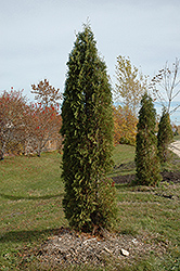 Skybound Arborvitae (Thuja occidentalis 'Skybound') at The Green Spot Home & Garden