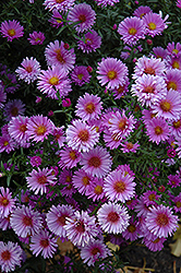 Purple Dome Aster (Symphyotrichum novae-angliae 'Purple Dome') at The Green Spot Home & Garden