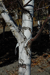 Prairie Vision Japanese White Birch (Betula platyphylla 'VerDale') at The Green Spot Home & Garden