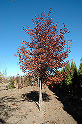 Shooting Star Northern Pin Oak (Quercus ellipsoidalis 'Shooting Star') at The Green Spot Home & Garden