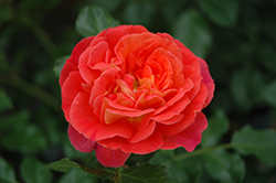 Brothers Grimm Fairytale Rose (Rosa 'KORassenet') at The Green Spot Home & Garden