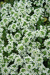 Clear Crystal White Sweet Alyssum (Lobularia maritima 'Clear Crystal White') at The Green Spot Home & Garden
