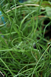 Spiralis Corkscrew Rush (Juncus effusus 'Spiralis') at The Green Spot Home & Garden