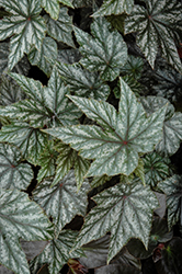 Gryphon Begonia (Begonia 'Gryphon') at The Green Spot Home & Garden