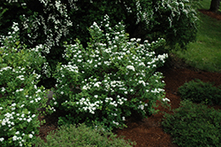 Tor Spirea (Spiraea betulifolia 'Tor') at The Green Spot Home & Garden