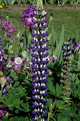 The Governor Lupine (Lupinus 'The Governor') at The Green Spot Home & Garden
