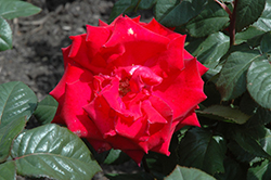 Grande Amore Eleganza Rose (Rosa 'KORcoluma') at The Green Spot Home & Garden