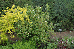 Red Osier Dogwood (Cornus sericea) at The Green Spot Home & Garden