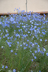 Blue Sapphire Perennial Flax (Linum perenne 'Blue Sapphire') at The Green Spot Home & Garden