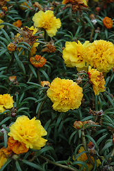 Happy Trails Yellow Portulaca (Portulaca grandiflora 'Happy Trails Yellow') at The Green Spot Home & Garden