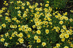 Galaxy Tickseed (Coreopsis 'Galaxy') at The Green Spot Home & Garden