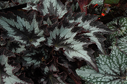 Jurassic Silver Point Begonia (Begonia 'Jurassic Silver Point') at The Green Spot Home & Garden