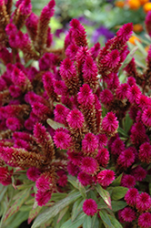 Intenz Dark Purple Celosia (Celosia 'Spitenz Dark') at The Green Spot Home & Garden