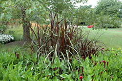 Black Stockings Fountain Grass (Pennisetum 'Black Stockings') at The Green Spot Home & Garden