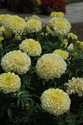 Vanilla Marigold (Tagetes erecta 'Vanilla') at The Green Spot Home & Garden