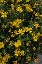 Namid Double Yellow Bidens (Bidens ferulifolia 'Namid Double Yellow') at The Green Spot Home & Garden