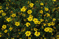Namid Compact Yellow Bidens (Bidens ferulifolia 'Namid Compact Yellow') at The Green Spot Home & Garden