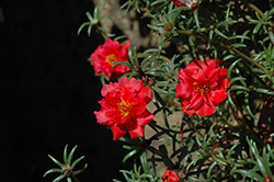 Happy Trails Deep Red Portulaca (Portulaca grandiflora 'Happy Trails Deep Red') at The Green Spot Home & Garden