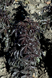 Licorice Stix Elder (Sambucus nigra 'Eiffel01') at The Green Spot Home & Garden