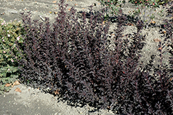 Tiny Wine Ninebark (Physocarpus opulifolius 'SMPOTW') at The Green Spot Home & Garden