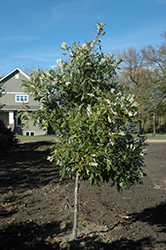 Admiration Oak (Quercus 'Jefmir') at The Green Spot Home & Garden
