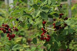 Chester Thornless Blackberry (Rubus 'Chester') at The Green Spot Home & Garden