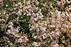 Festival Pink Lady Baby's Breath (Gypsophila paniculata 'Festival Pink Lady') at The Green Spot Home & Garden