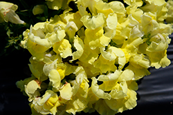 Snapshot Yellow Snapdragon (Antirrhinum majus 'PAS409666') at The Green Spot Home & Garden