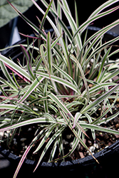 Chameleon Little Bluestem (Schizachyrium scoparium 'Chameleon') at The Green Spot Home & Garden