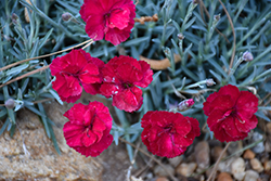 Frosty Fire Pinks (Dianthus 'Frosty Fire') at The Green Spot Home & Garden