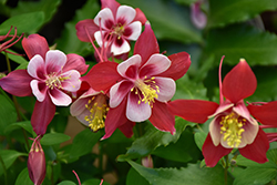 Origami Red and White Columbine (Aquilegia 'Origami Red and White') at The Green Spot Home & Garden