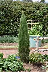 Blue Arrow Juniper (Juniperus scopulorum 'Blue Arrow') at The Green Spot Home & Garden