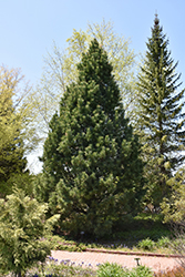 Swiss Stone Pine (Pinus cembra) at The Green Spot Home & Garden