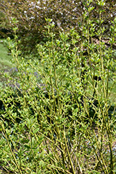 Budd's Yellow  Dogwood (Cornus alba 'Budd's Yellow') at The Green Spot Home & Garden