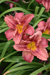 Happy Ever Appster Rosy Returns Daylily (Hemerocallis 'Rosy Returns') at The Green Spot Home & Garden