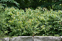 Bush Honeysuckle (Diervilla lonicera) at The Green Spot Home & Garden