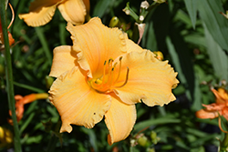 Happy Ever Appster Apricot Sparkles Daylily (Hemerocallis 'Apricot Sparkles') at The Green Spot Home & Garden