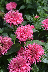 Bubblegum Blast Beebalm (Monarda 'Bubblegum Blast') at The Green Spot Home & Garden