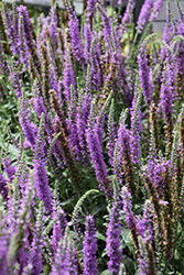 Moody Blues Mauve Speedwell (Veronica 'Novavermau') at The Green Spot Home & Garden