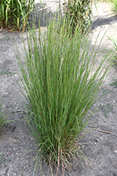 Blaze Little Bluestem (Schizachyrium scoparium 'Blaze') at The Green Spot Home & Garden