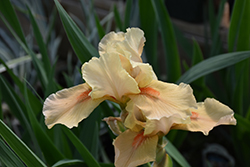 Apricot Silk Iris (Iris 'Apricot Silk') at The Green Spot Home & Garden