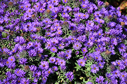 Grape Crush New England Aster (Symphyotrichum novae-angliae 'Grape Crush') at The Green Spot Home & Garden