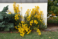 Narrow-leaved Sunflower (Helianthus angustifolius) at The Green Spot Home & Garden