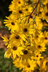 Narrow-leaved Sunflower (Helianthus angustifolius) at The Green Spot Home & Garden