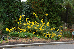 Narrow-leaved Sunflower (Helianthus angustifolius) at The Green Spot Home & Garden