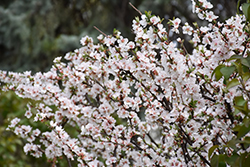 Nanking Cherry (Prunus tomentosa) at The Green Spot Home & Garden