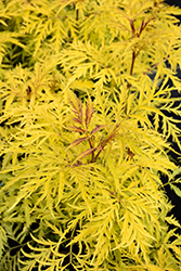 Morden Golden Glow Elder (Sambucus racemosa 'Morden Golden Glow') at The Green Spot Home & Garden