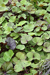 Othello Rayflower (Ligularia dentata 'Othello') at The Green Spot Home & Garden